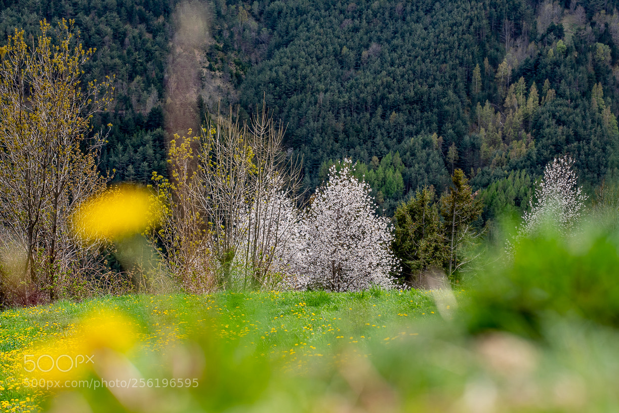 Nikon D750 sample photo. Spring a tregurà photography