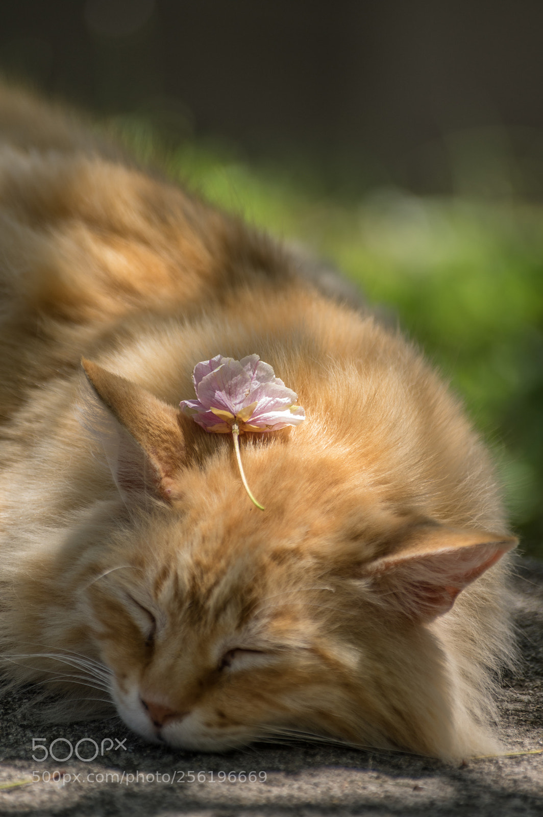 Pentax K-3 sample photo. Sleepy photography