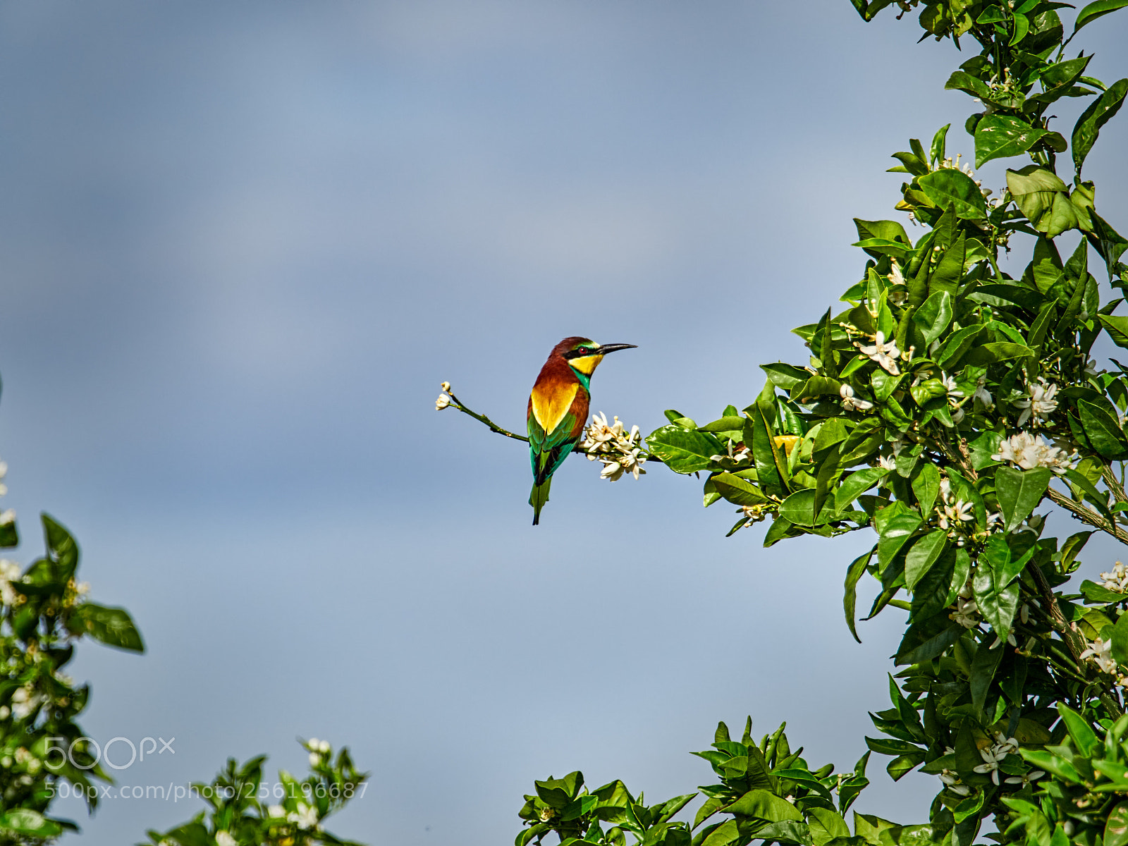 Olympus OM-D E-M1 Mark II sample photo. Merops apiaster photography