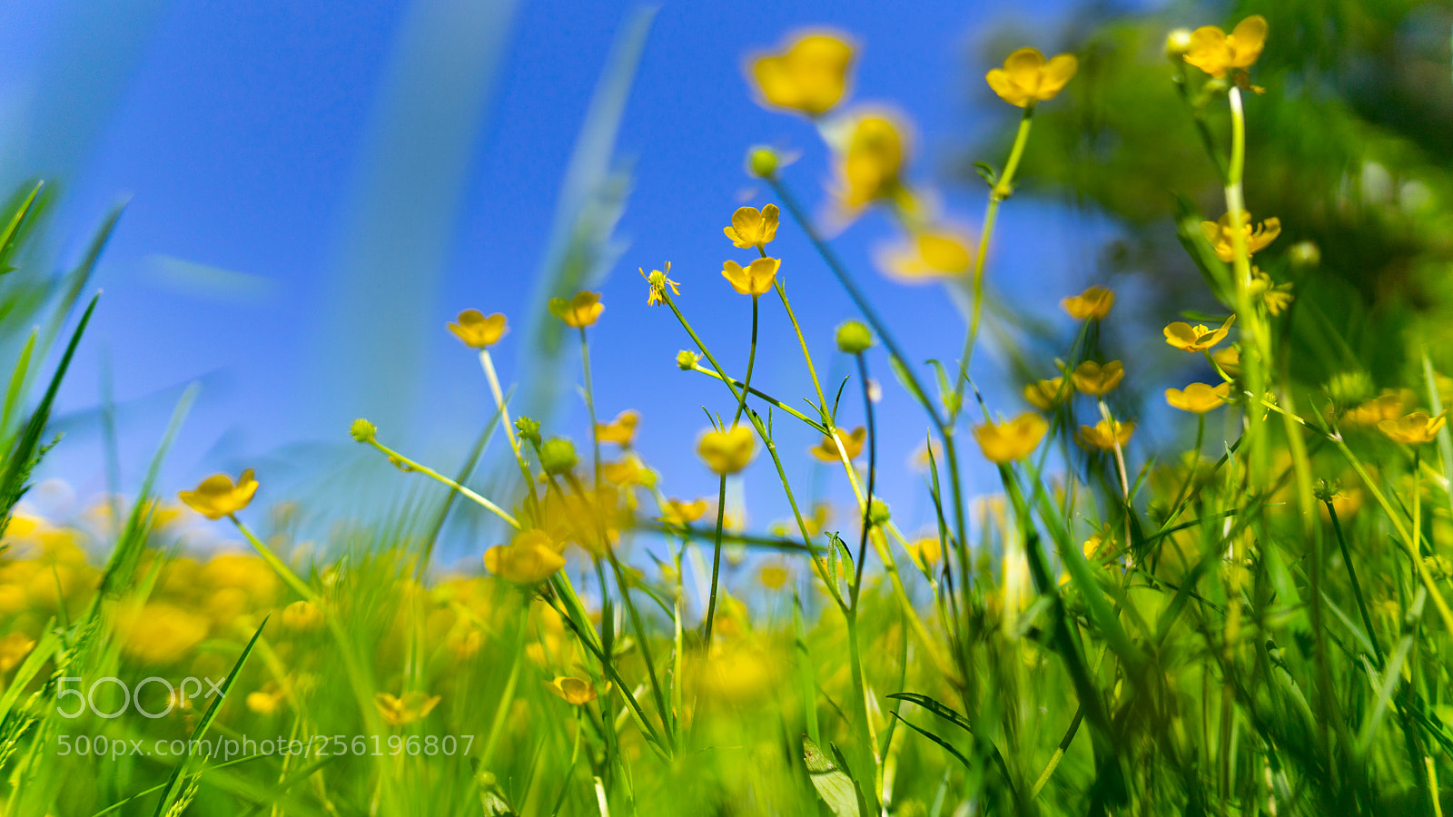 Sony a7 II sample photo. Laying in flowers photography