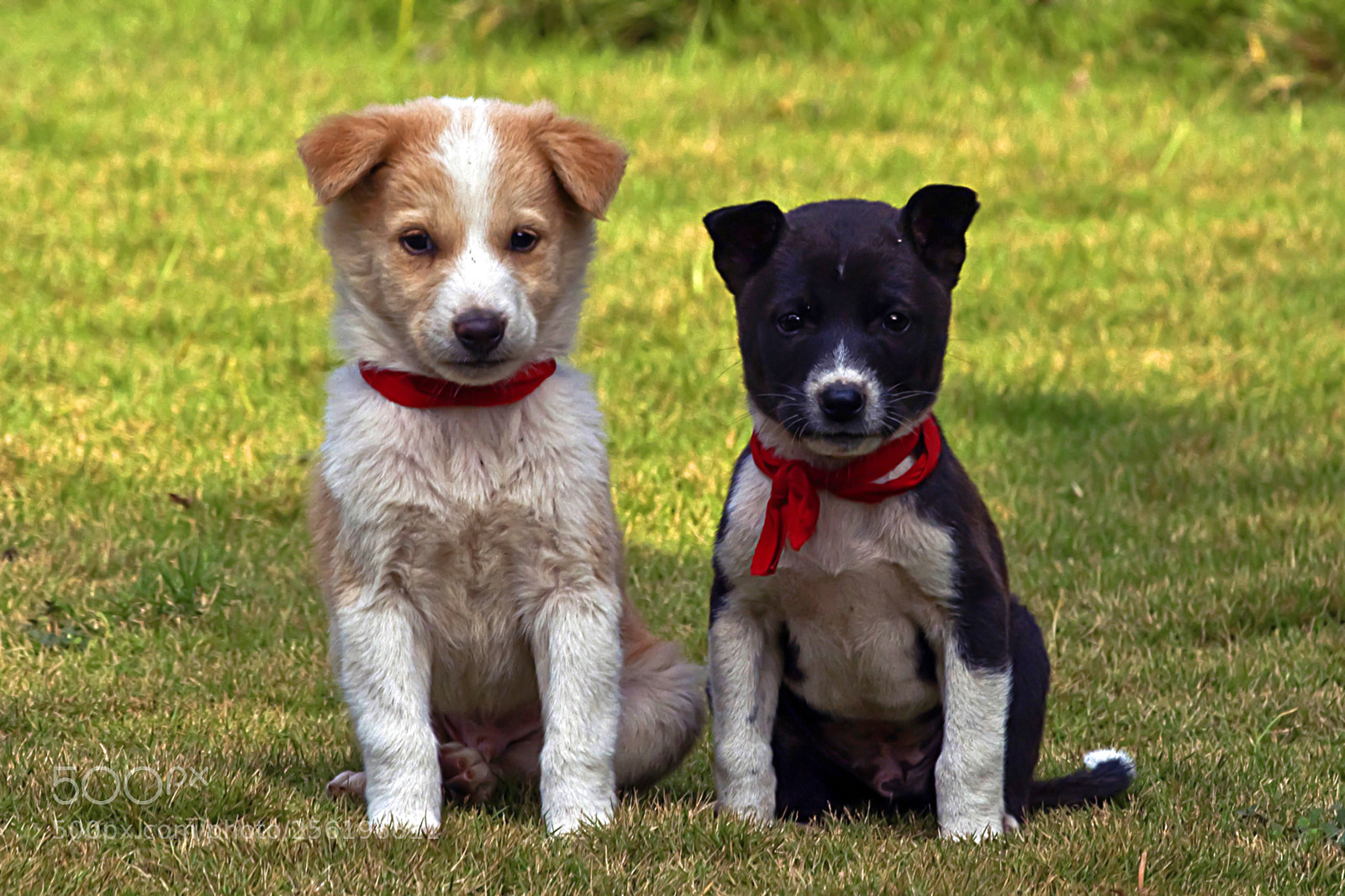 Nikon D300 sample photo. Cute puppers photography