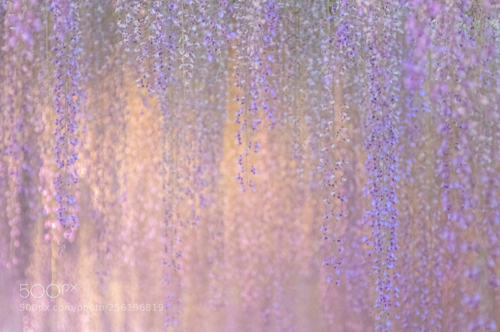 Pentax K-3 sample photo. Weeping wisteria photography
