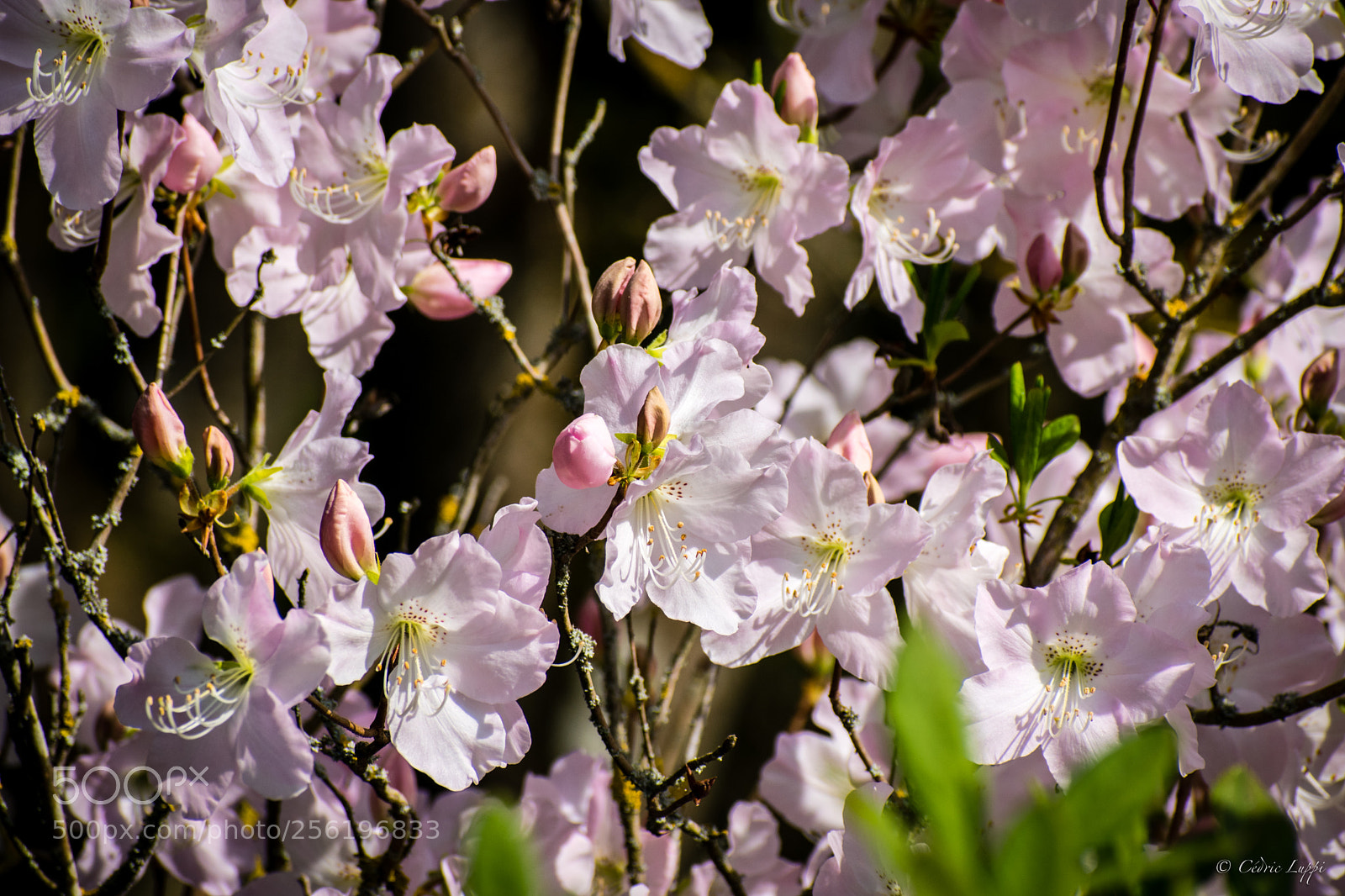Nikon D5500 sample photo. Nerprun à feuilles laciniées photography