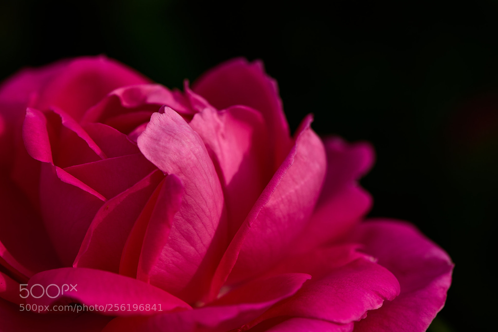 Nikon D750 sample photo. Shy princess photography