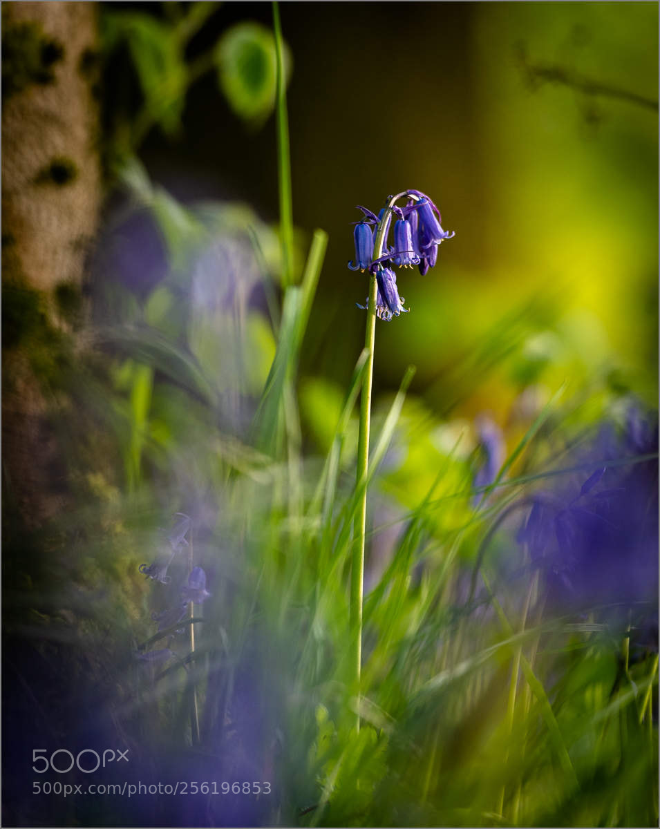 Nikon D750 sample photo. In the dark wood.... photography