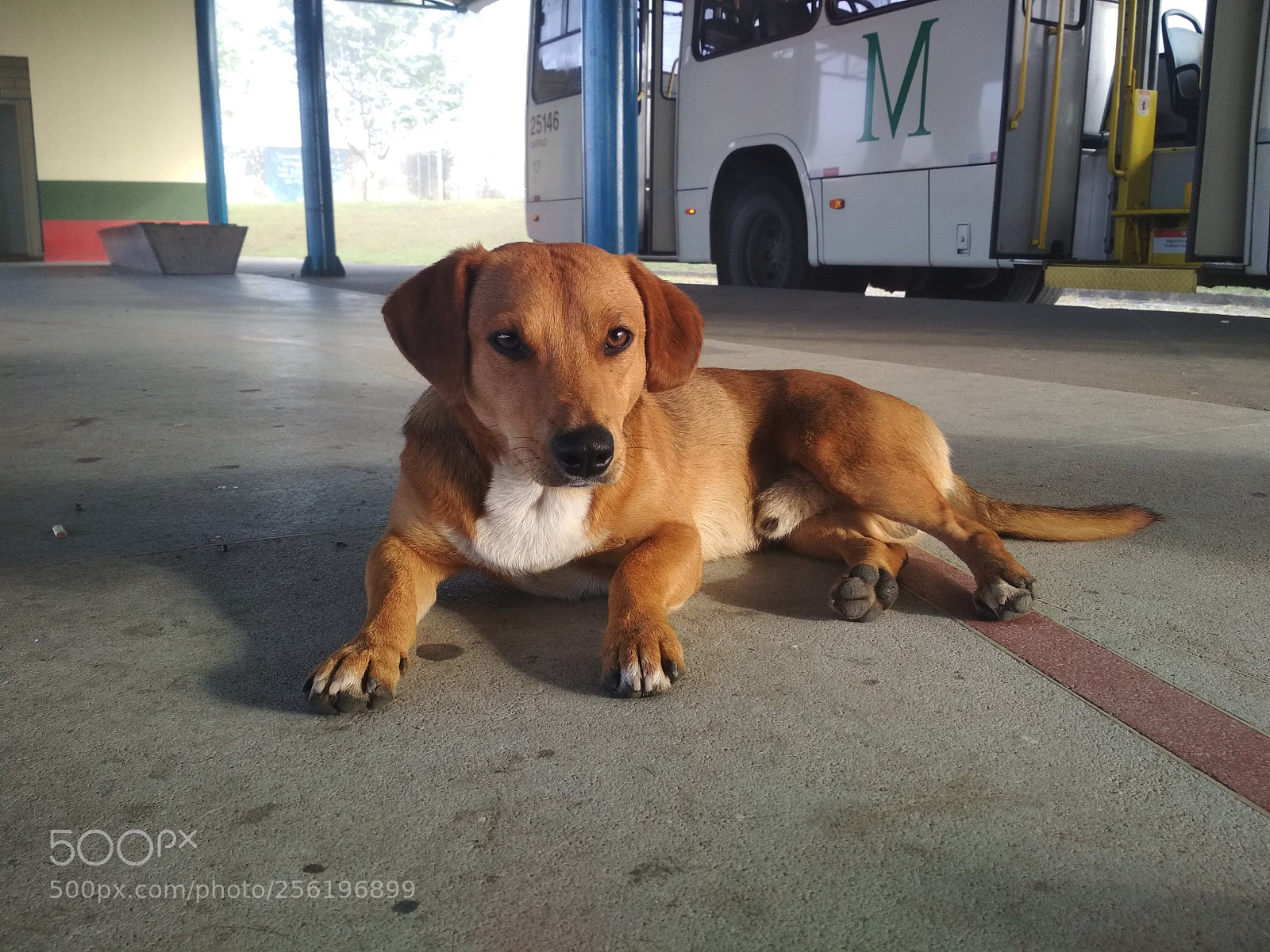 Xiaomi Redmi 4X sample photo. C ozinho no terminal photography