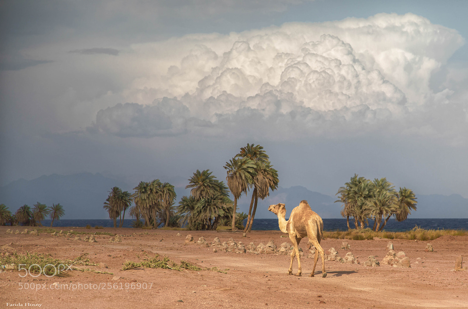 Canon EOS 5D Mark IV sample photo. Camel photography