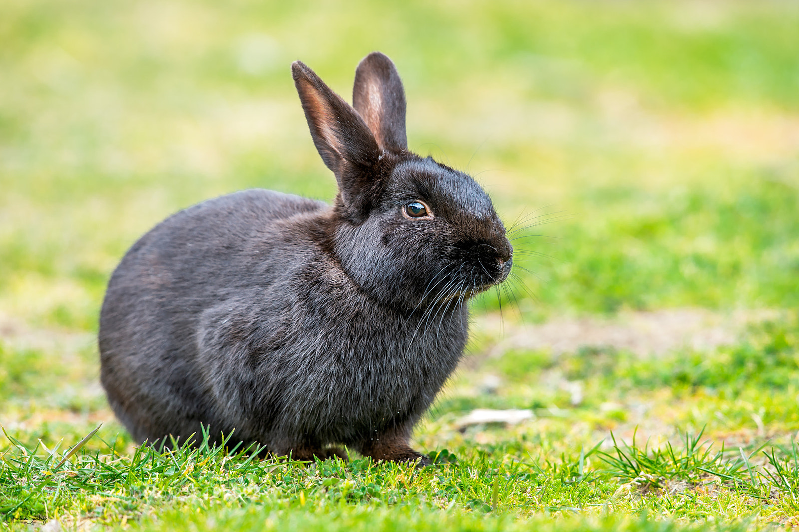 Nikon D4 sample photo. European rabbit photography