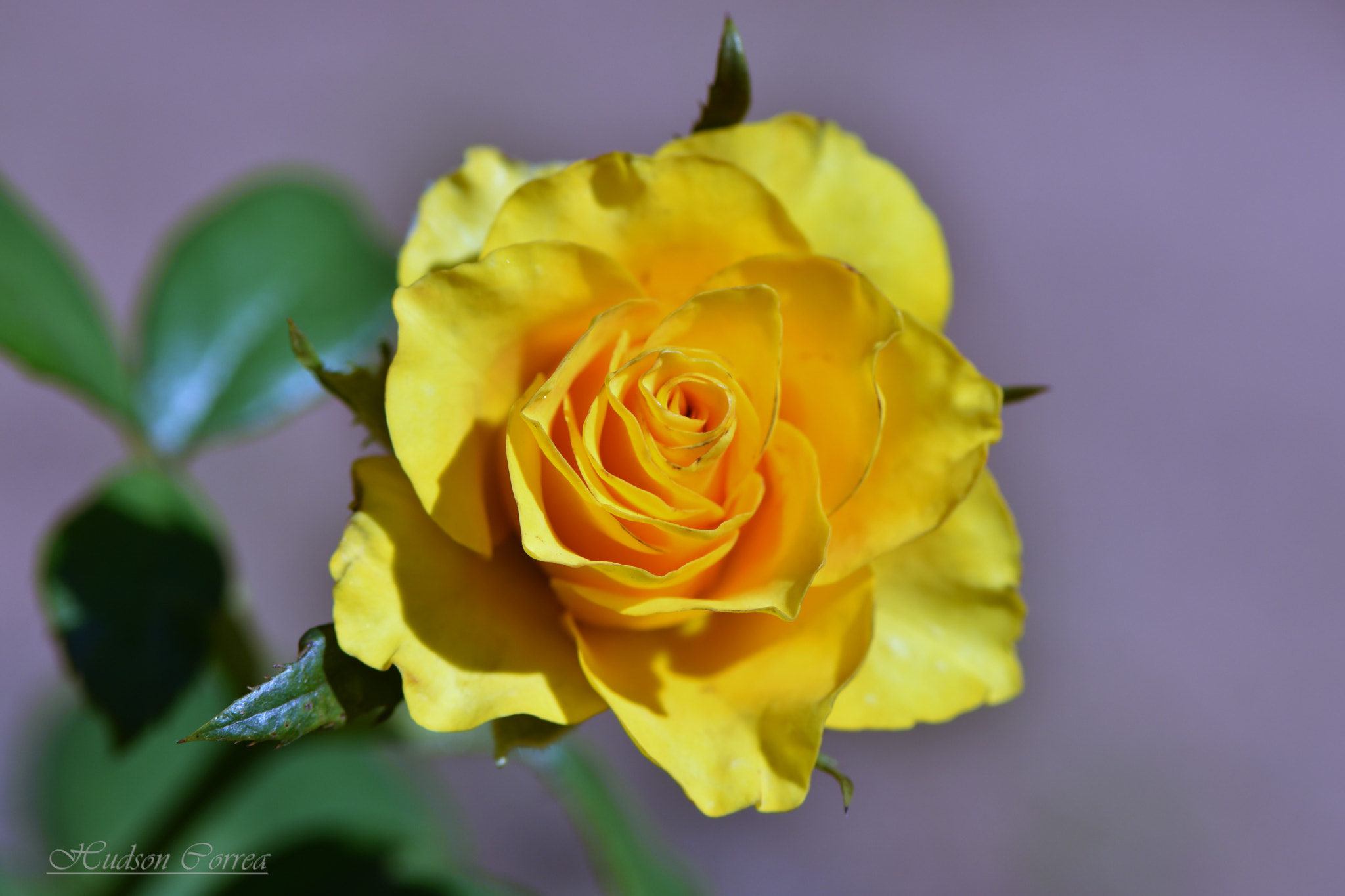 Nikon AF-S Micro-Nikkor 105mm F2.8G IF-ED VR sample photo. Yellow rose photography