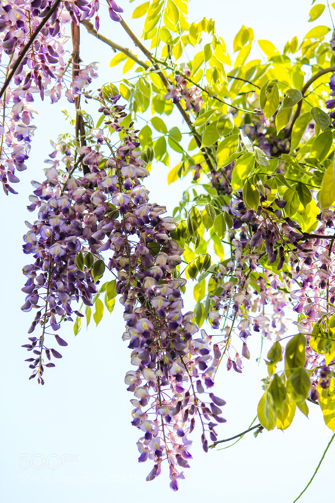 Canon EOS 600D (Rebel EOS T3i / EOS Kiss X5) sample photo. A corner of hundred photography