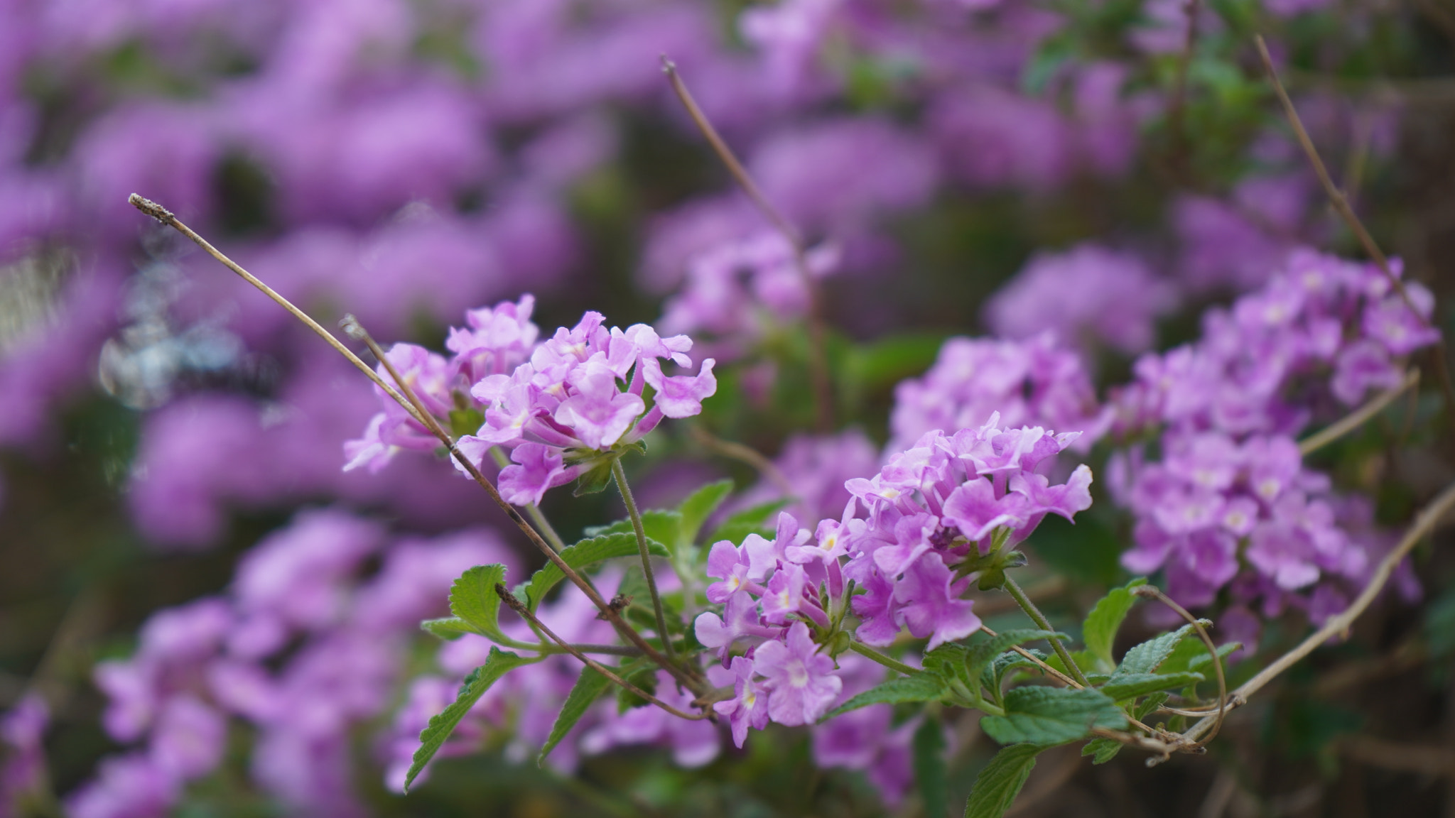 Sony a7 III + Sony FE 28-70mm F3.5-5.6 OSS sample photo. Unknown flower  shot during walking photography