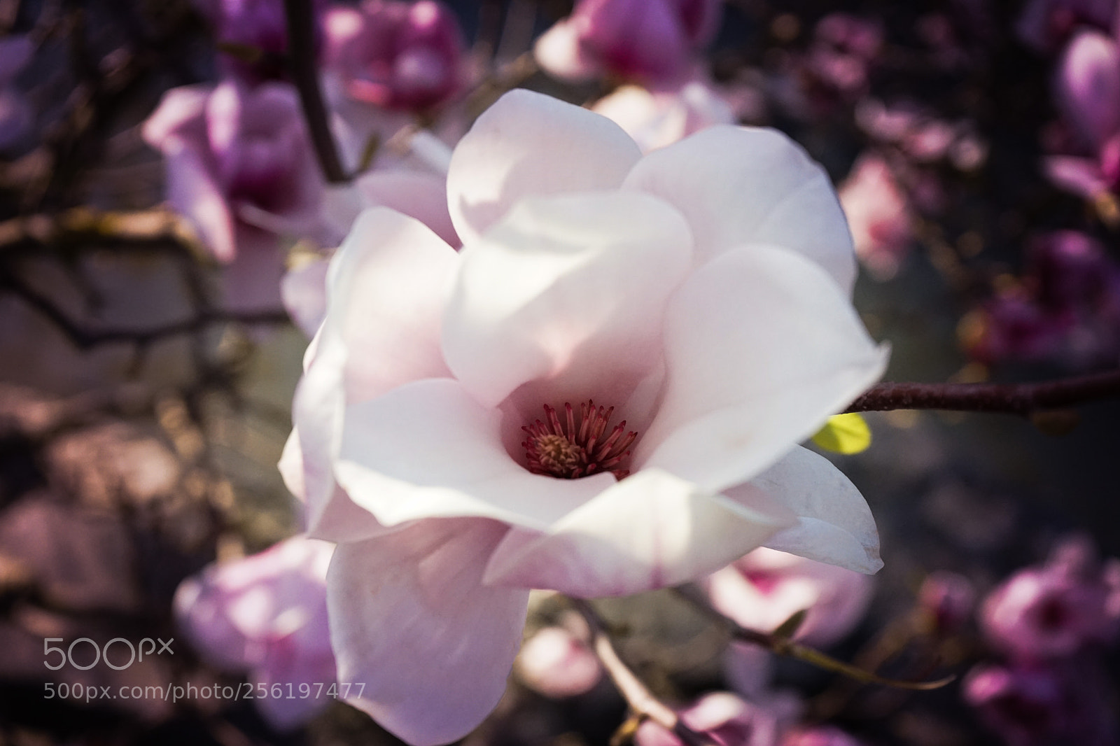 Sony a7 II sample photo. Kirschbl te im japanischen photography