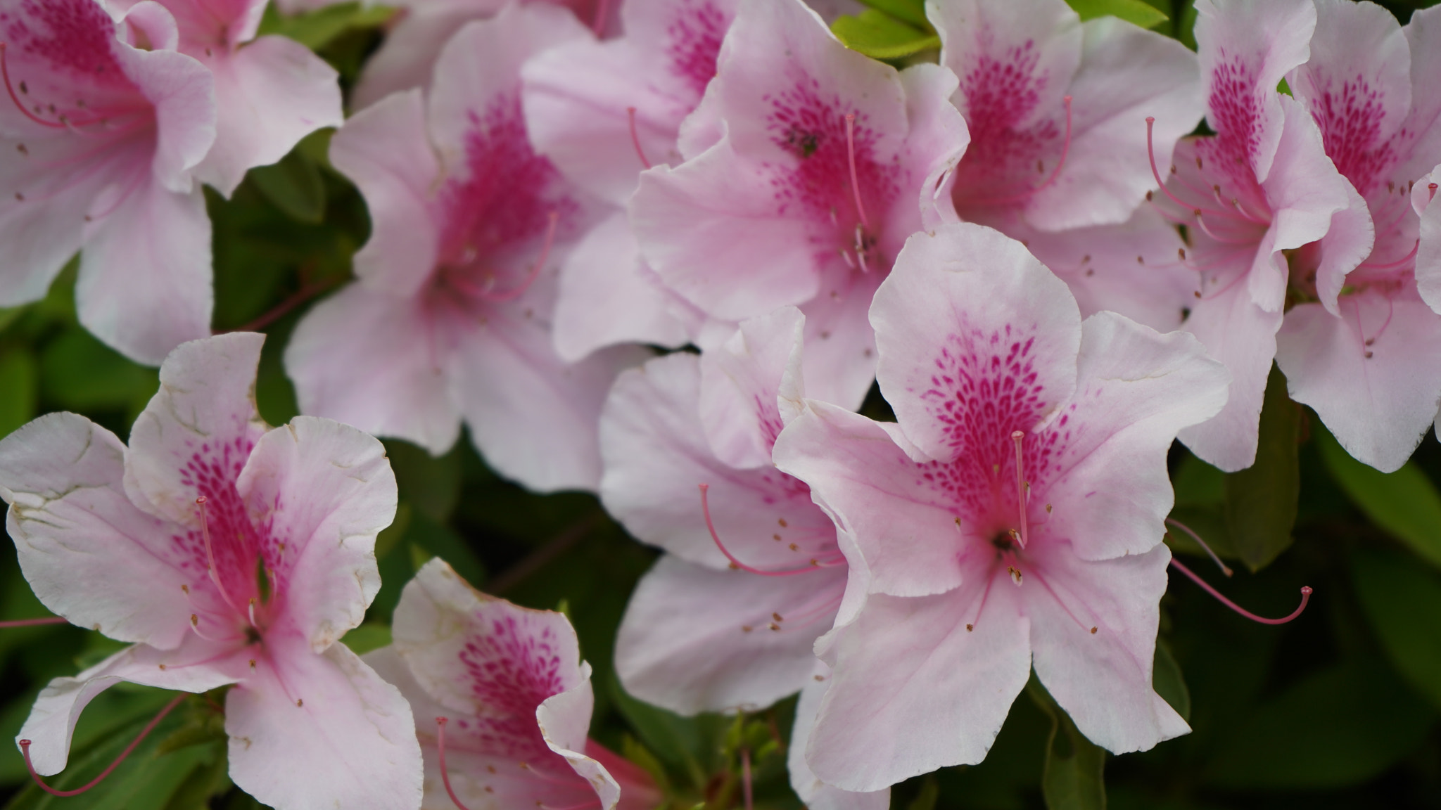 Sony FE 28-70mm F3.5-5.6 OSS sample photo. Blooming white and pink azalea photography