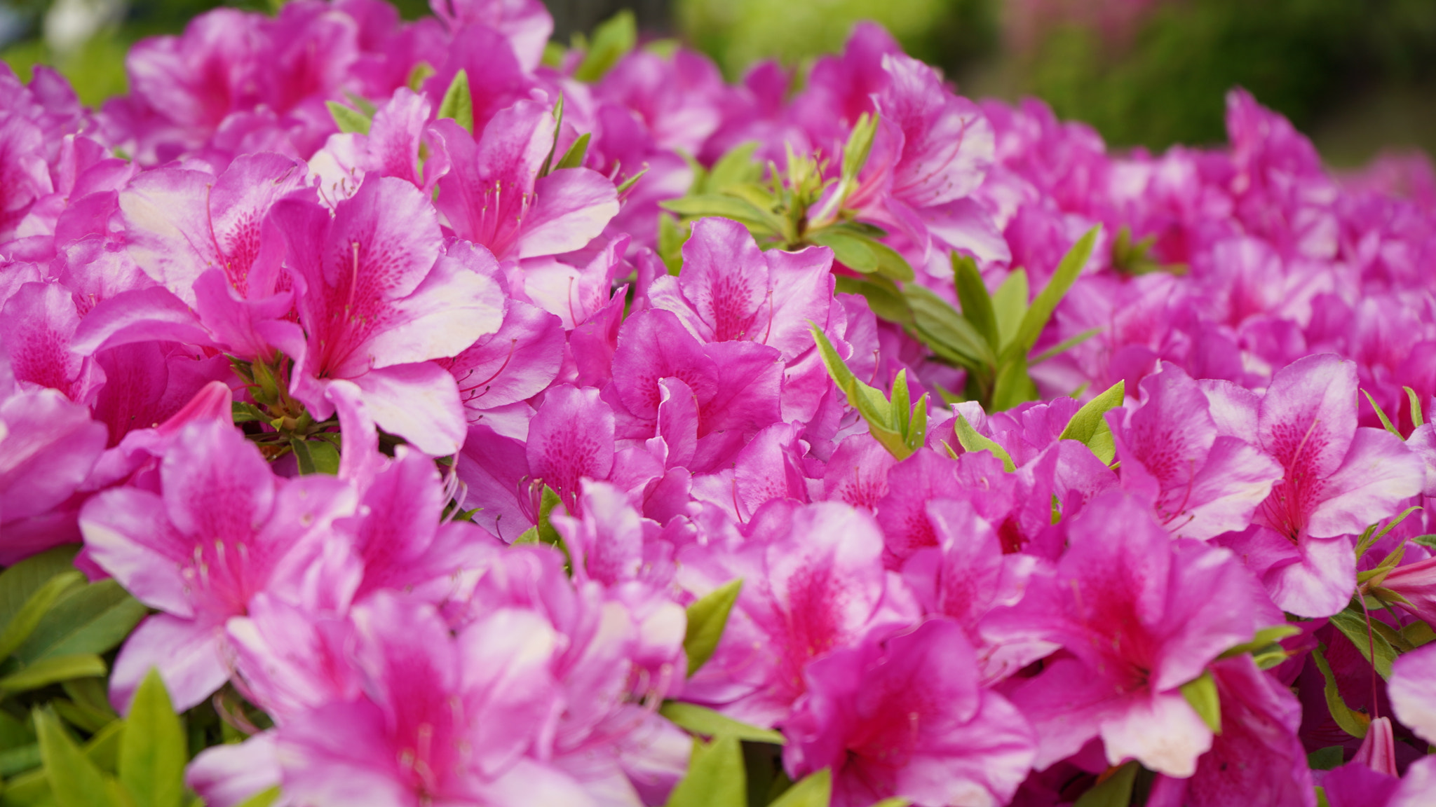 Sony FE 28-70mm F3.5-5.6 OSS sample photo. Azalea azalea!! photography