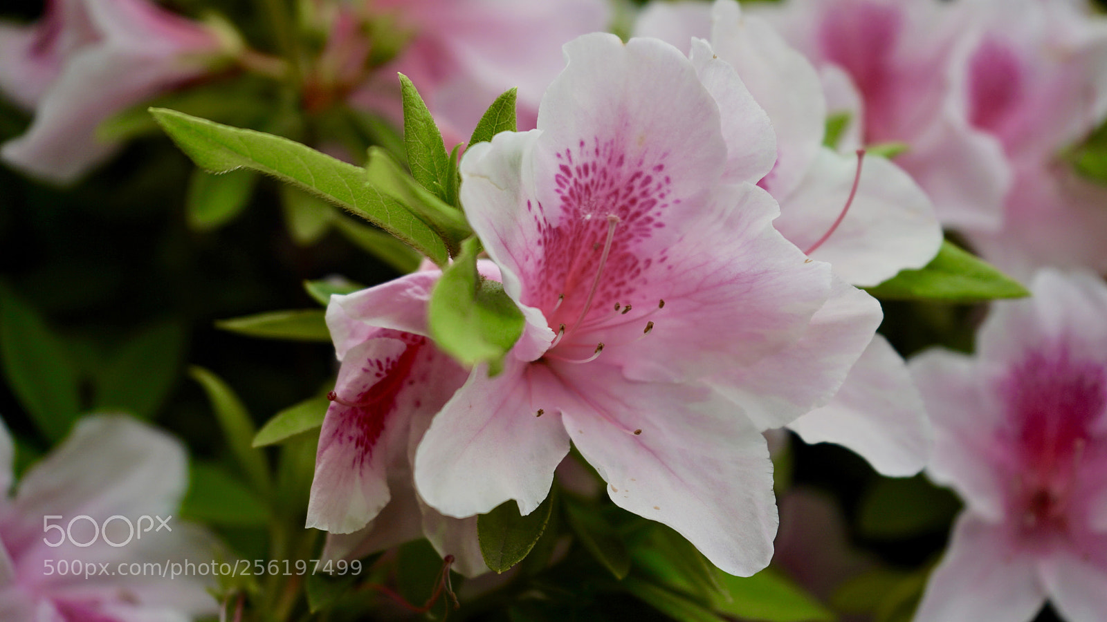 Sony a7 III sample photo. White and pink azalea photography