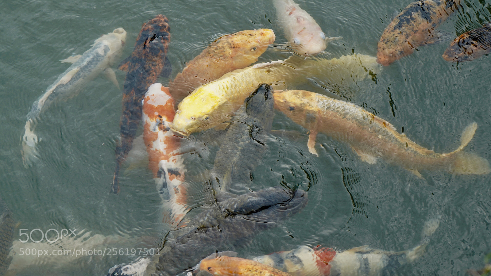 Sony a7 III sample photo. Golden carp photography