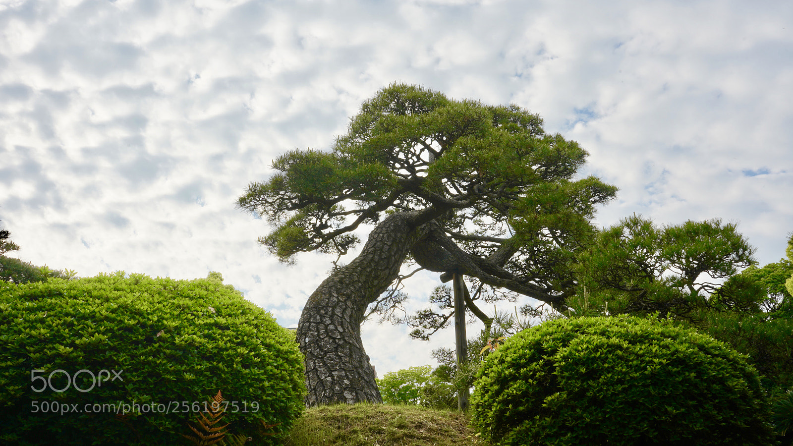 Sony a7 III sample photo. Sorakuen - japanese garden photography