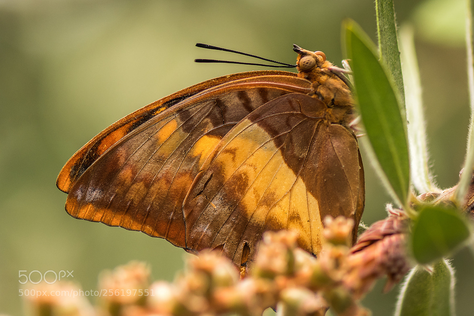 Nikon D500 sample photo. Butterfly photography