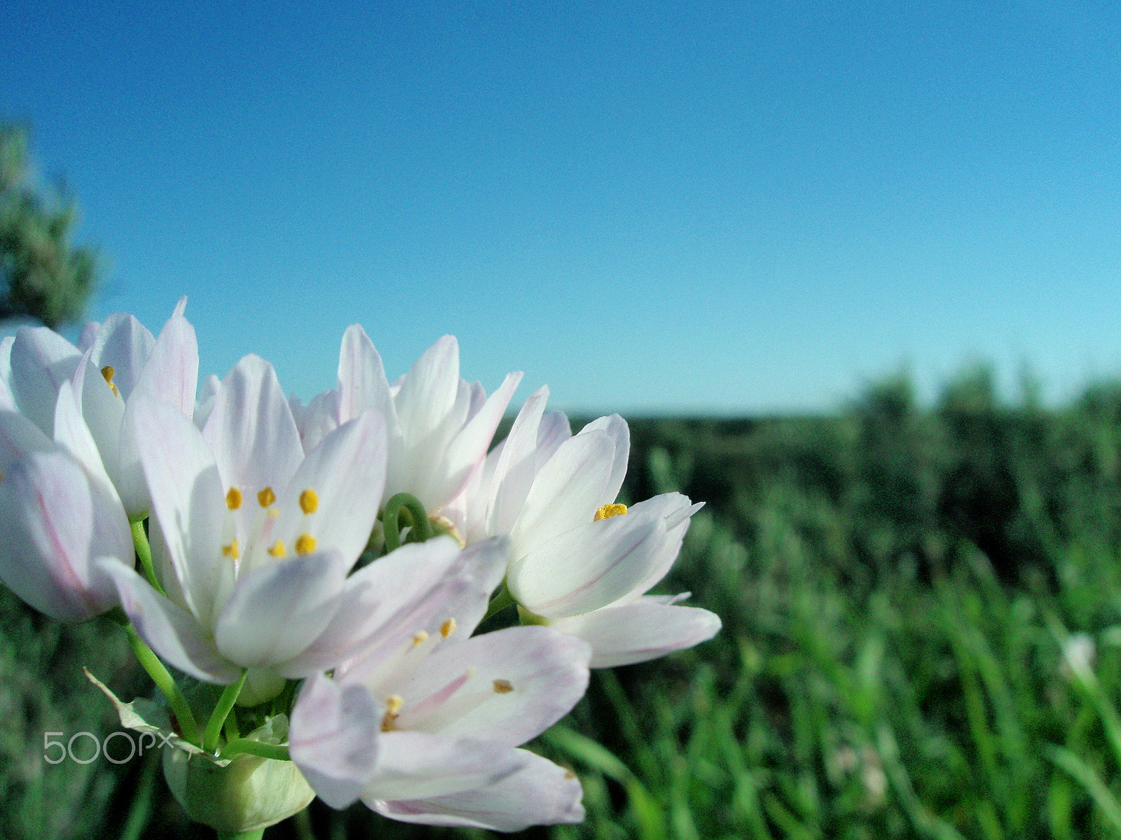 Olympus u750,S750 sample photo. Belleza4 photography