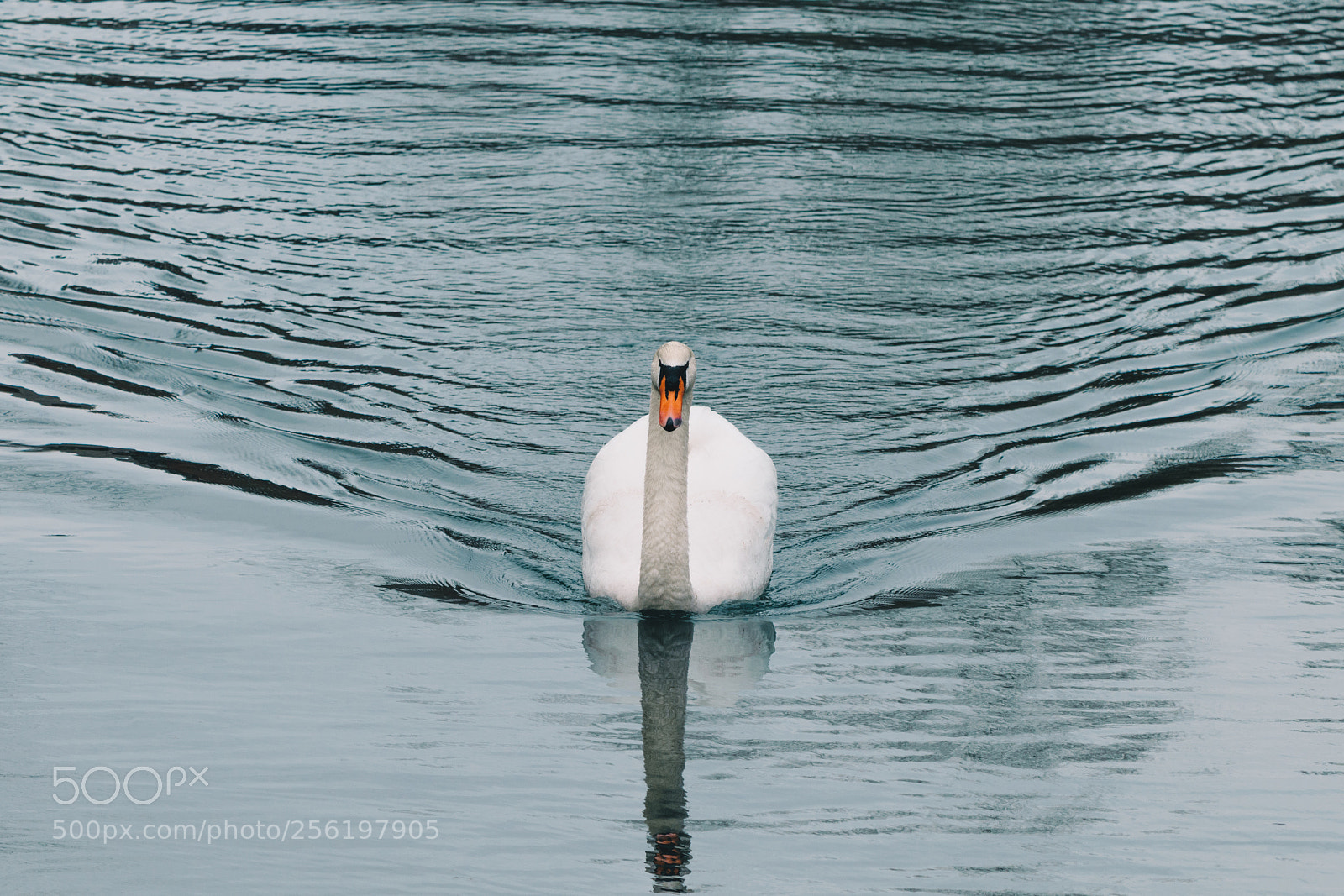 Nikon D5300 sample photo. Swan photography