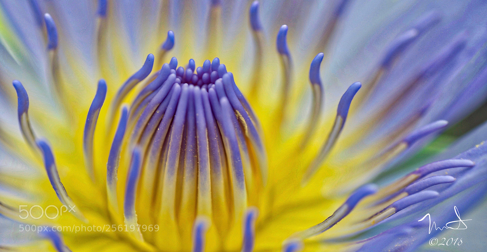 Nikon D750 sample photo. Water lily macro photography