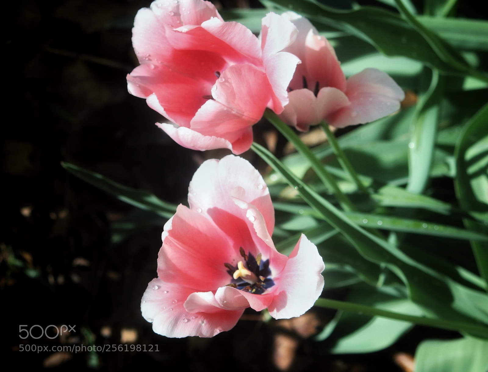 Canon EOS 750D (EOS Rebel T6i / EOS Kiss X8i) sample photo. Pink happiness photography