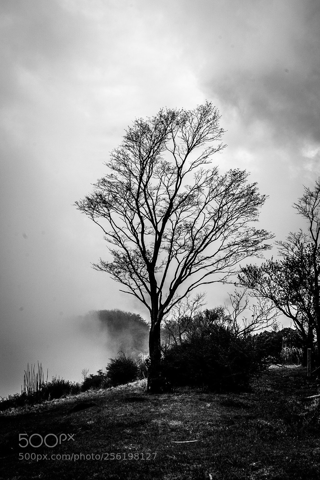 Sony a7 III sample photo. A tree with coming photography