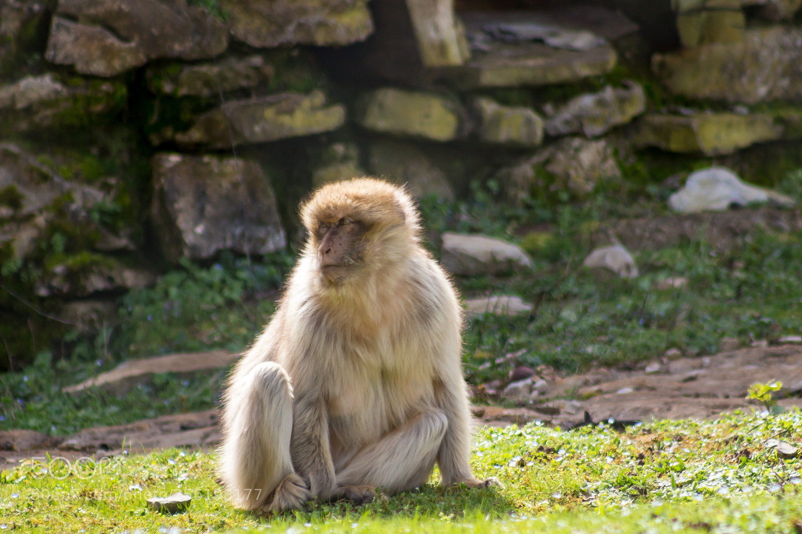 Canon EOS 100D (EOS Rebel SL1 / EOS Kiss X7) sample photo. Monkey photography