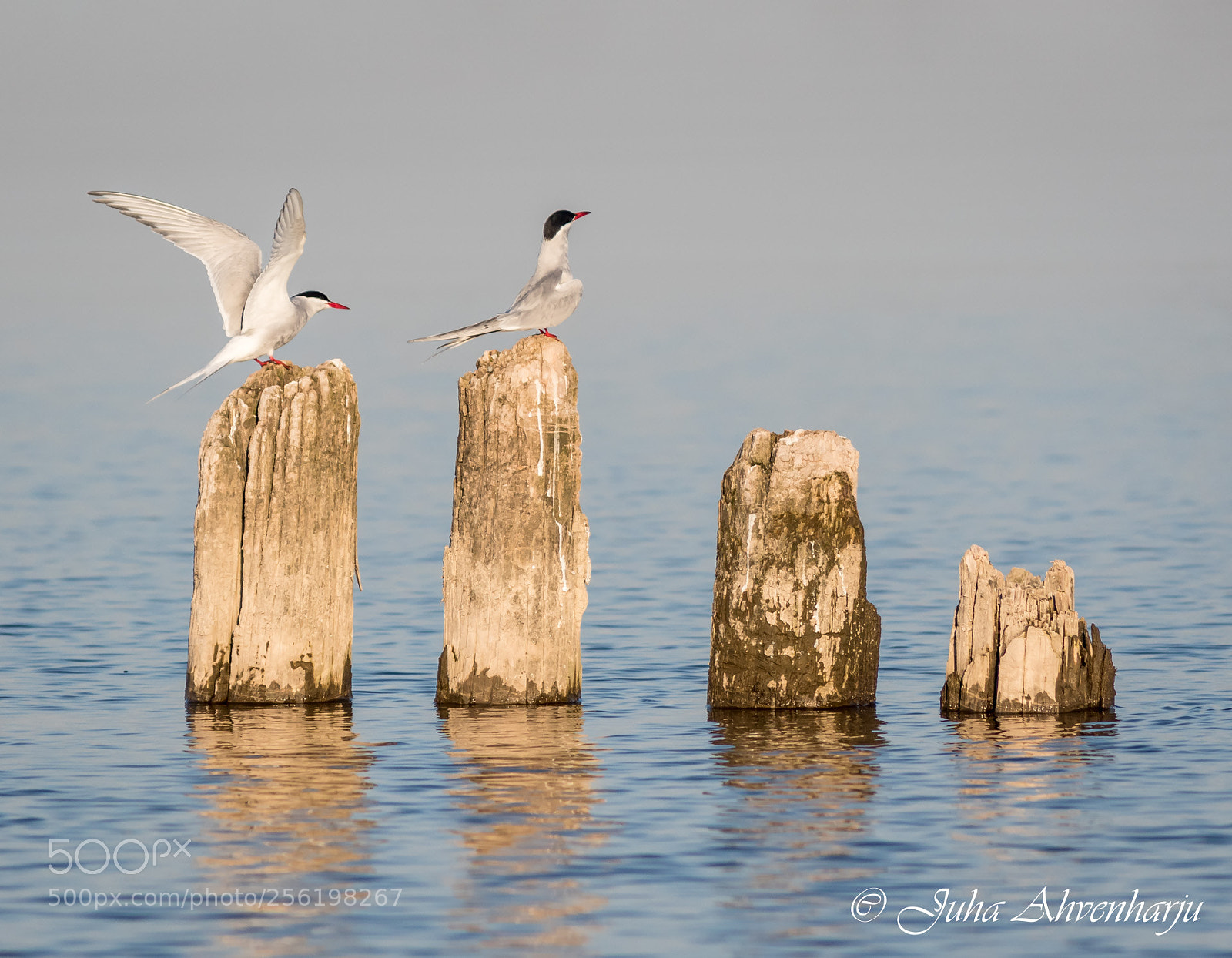 Canon EOS 7D Mark II sample photo. Terns photography