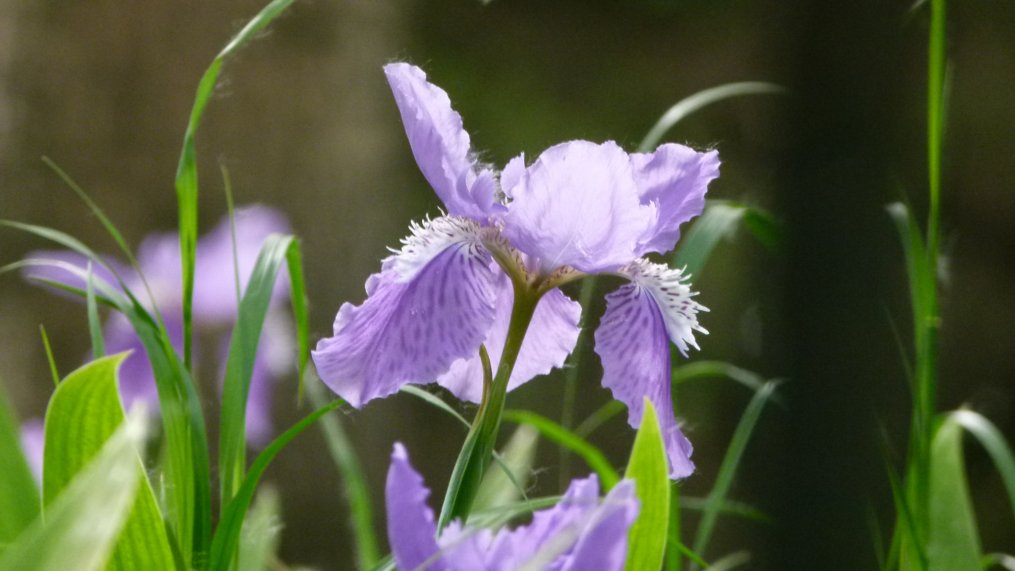 Leica V-Lux 2 sample photo