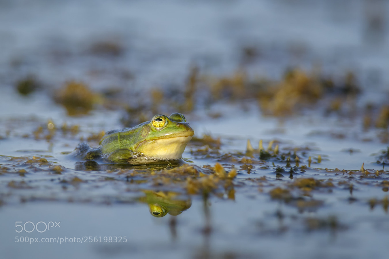 Canon EOS 5D Mark IV sample photo. Little water frog photography