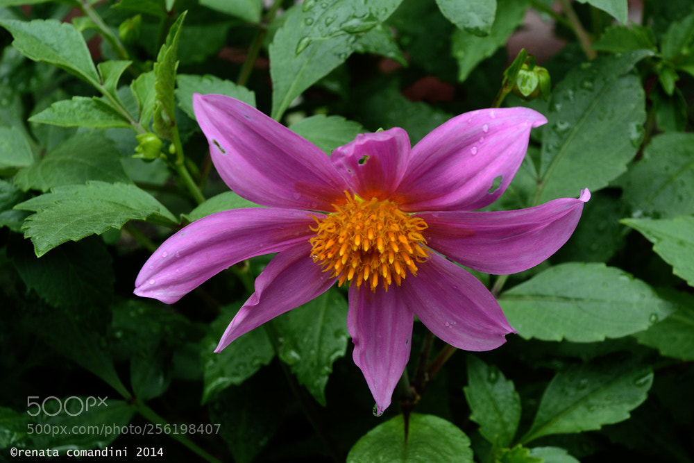 Nikon D5200 sample photo. Fiore photography