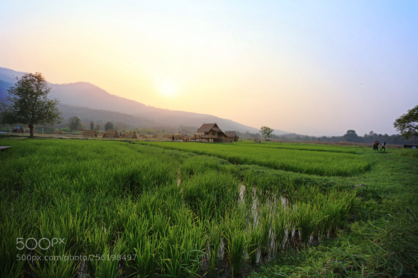 Canon EOS 700D (EOS Rebel T5i / EOS Kiss X7i) sample photo. Rice field and relax photography