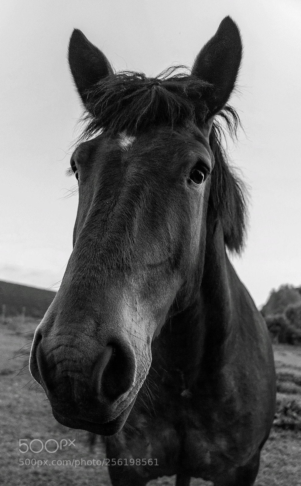 Sony SLT-A58 sample photo. Horse in black photography