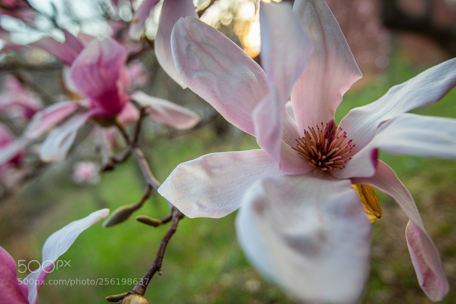 Canon EOS 7D Mark II sample photo. Hanging out. photography