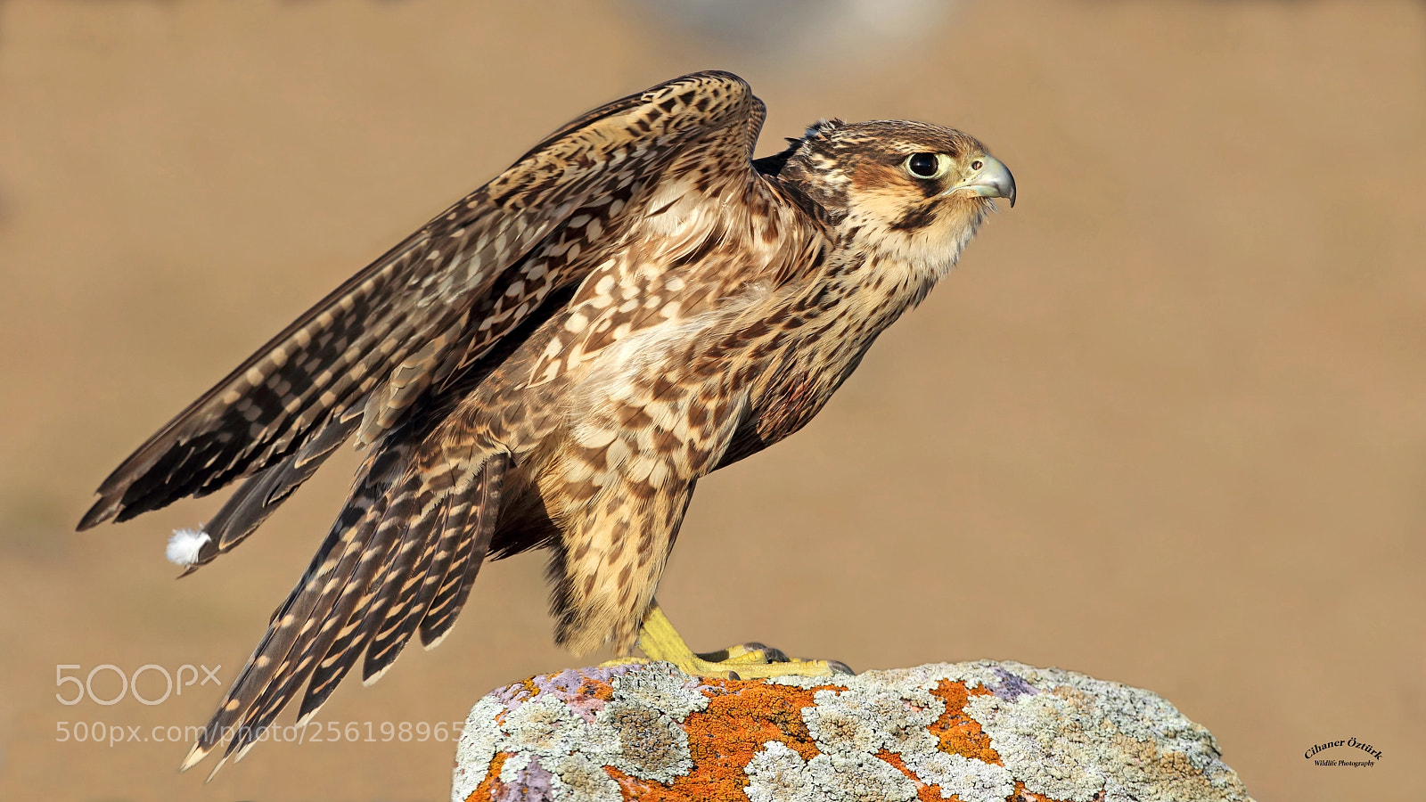 Canon EOS 7D Mark II sample photo. Saker falcon. photography