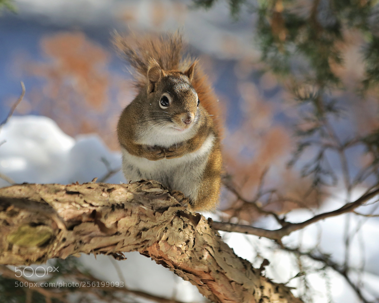 Canon EOS 5D Mark IV sample photo. Squirrel photography