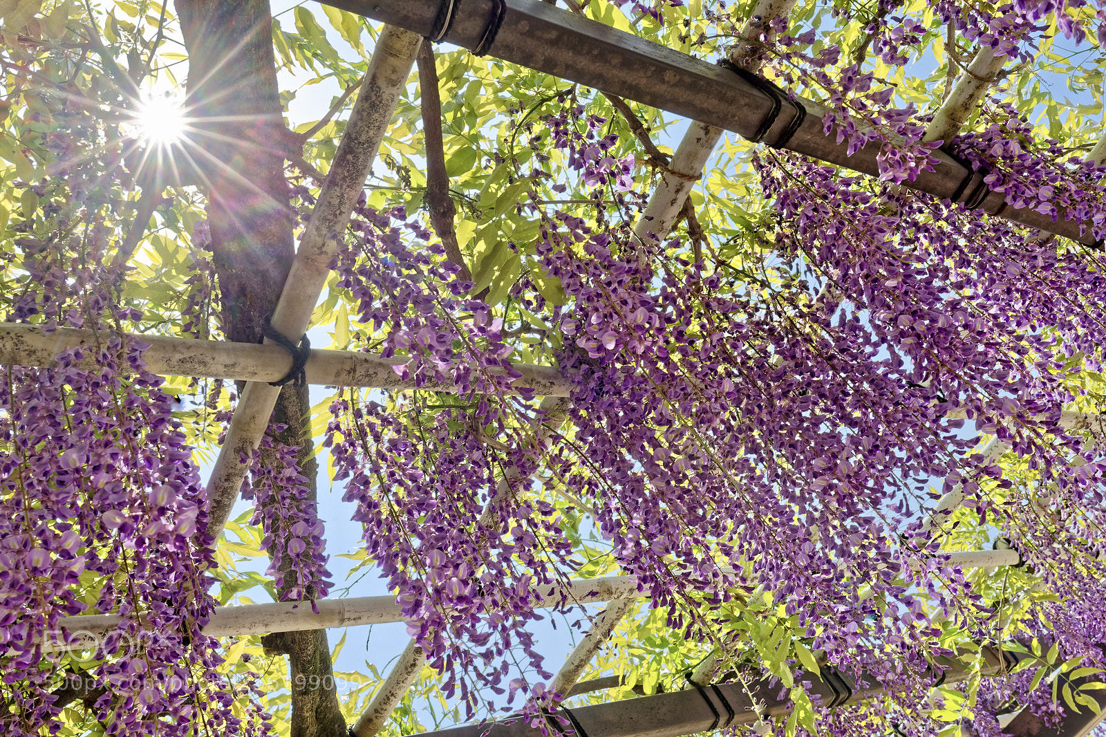 Nikon D5 sample photo. Wisteria trellis photography