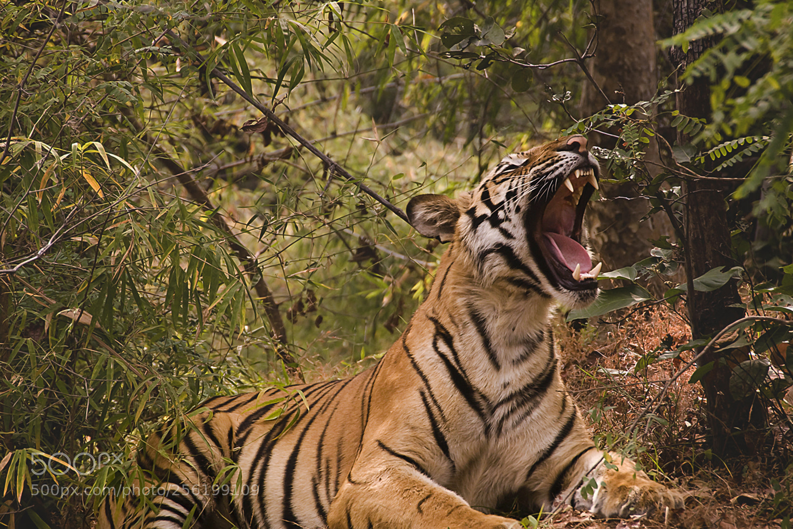 Nikon D200 sample photo. The roar photography