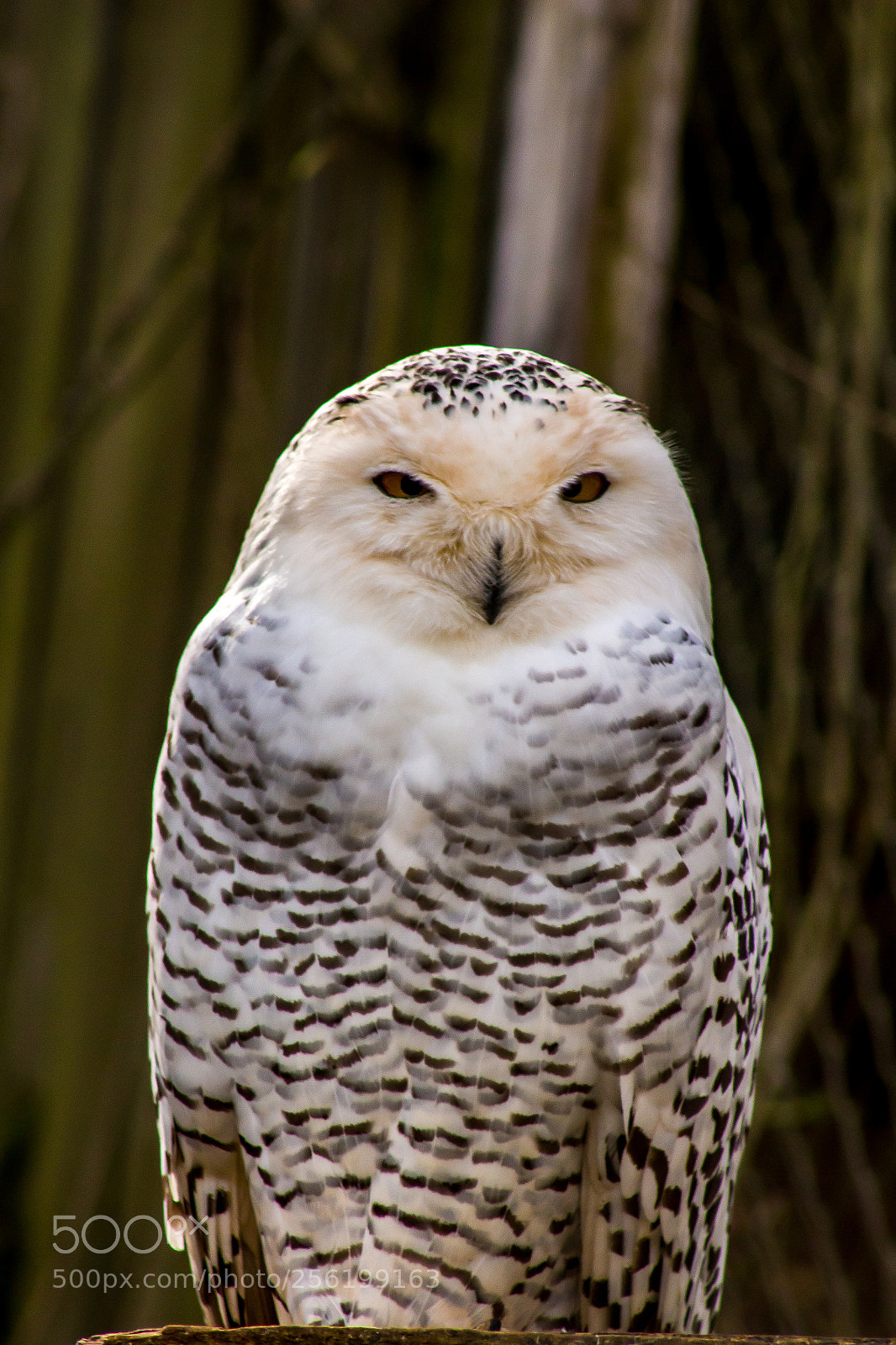 Canon EOS 100D (EOS Rebel SL1 / EOS Kiss X7) sample photo. Snowy owl photography