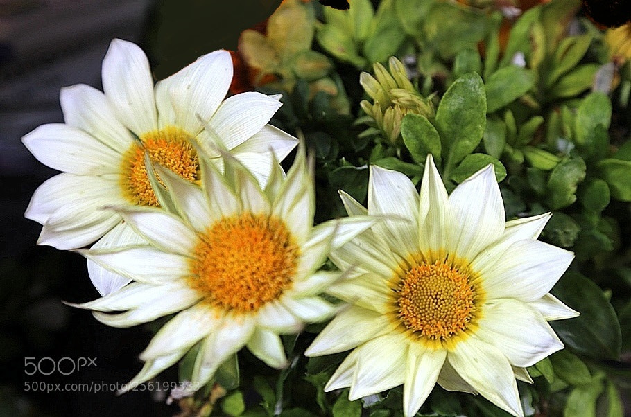 Canon EOS 6D sample photo. Ff6 photography