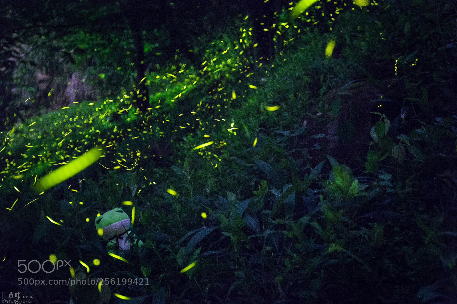 Canon EOS 6D sample photo. Froggy under river of photography