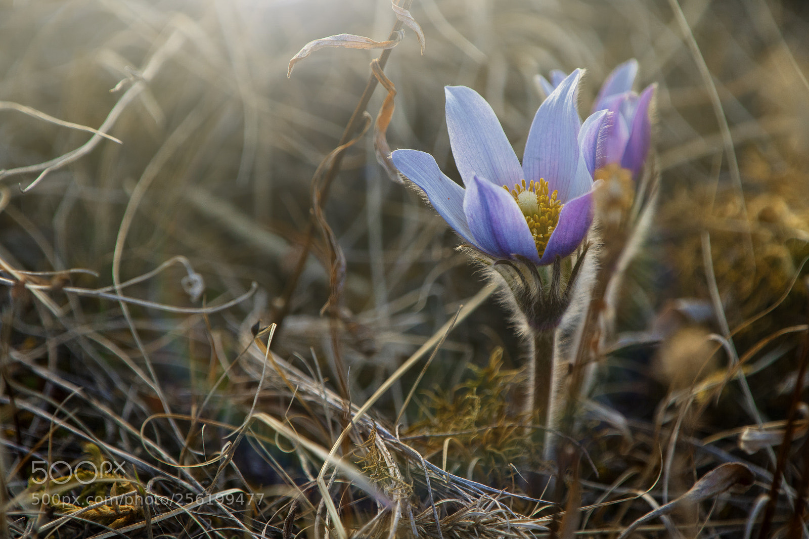 Canon EOS 7D Mark II sample photo. Prairie crocus photography