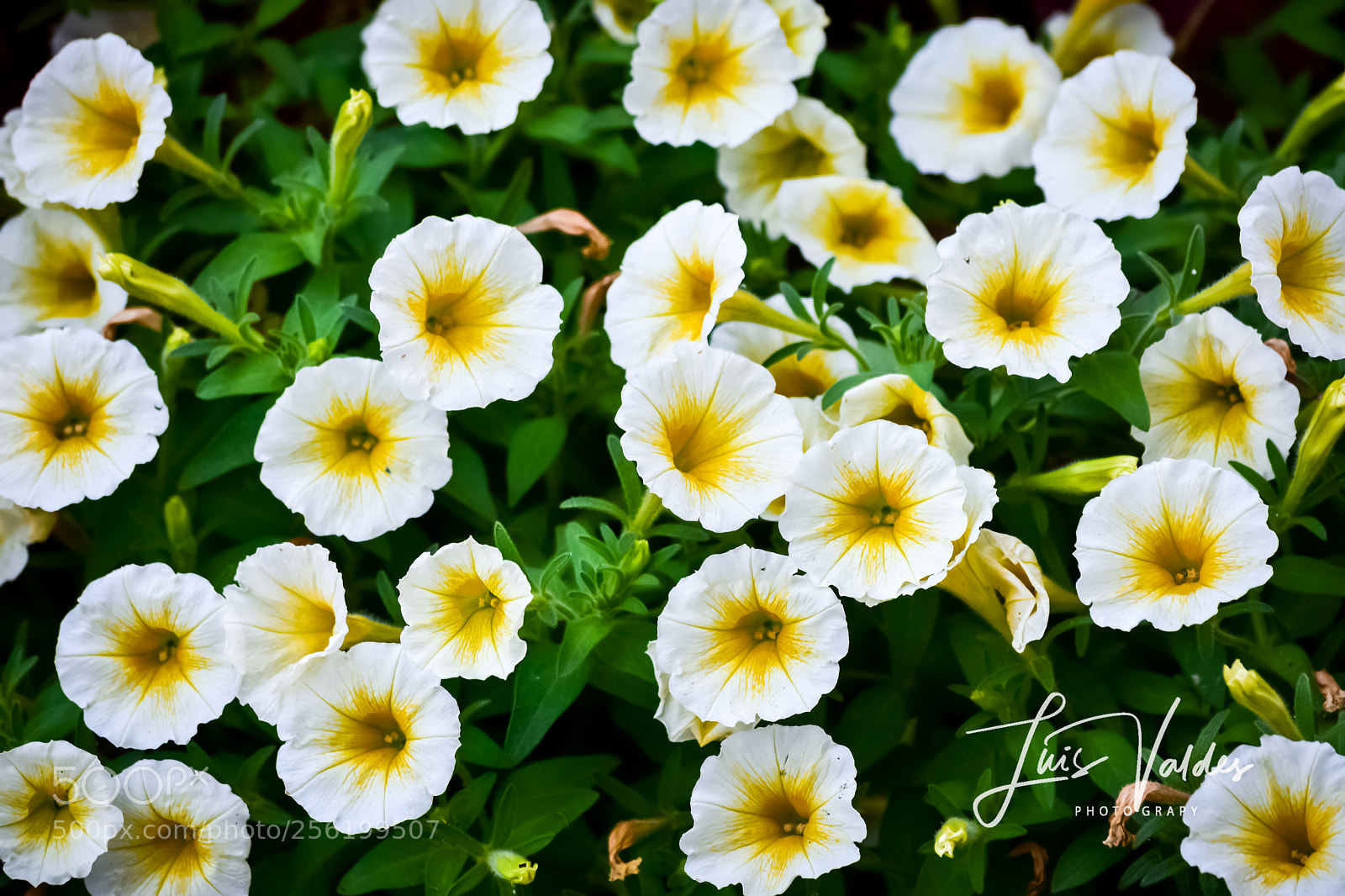 Nikon D7200 sample photo. Garden! photography