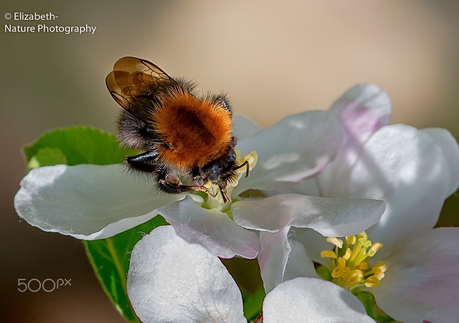 Nikon D500 + Sigma 105mm F2.8 EX DG OS HSM sample photo. Common carder bee on my apple blossom photography
