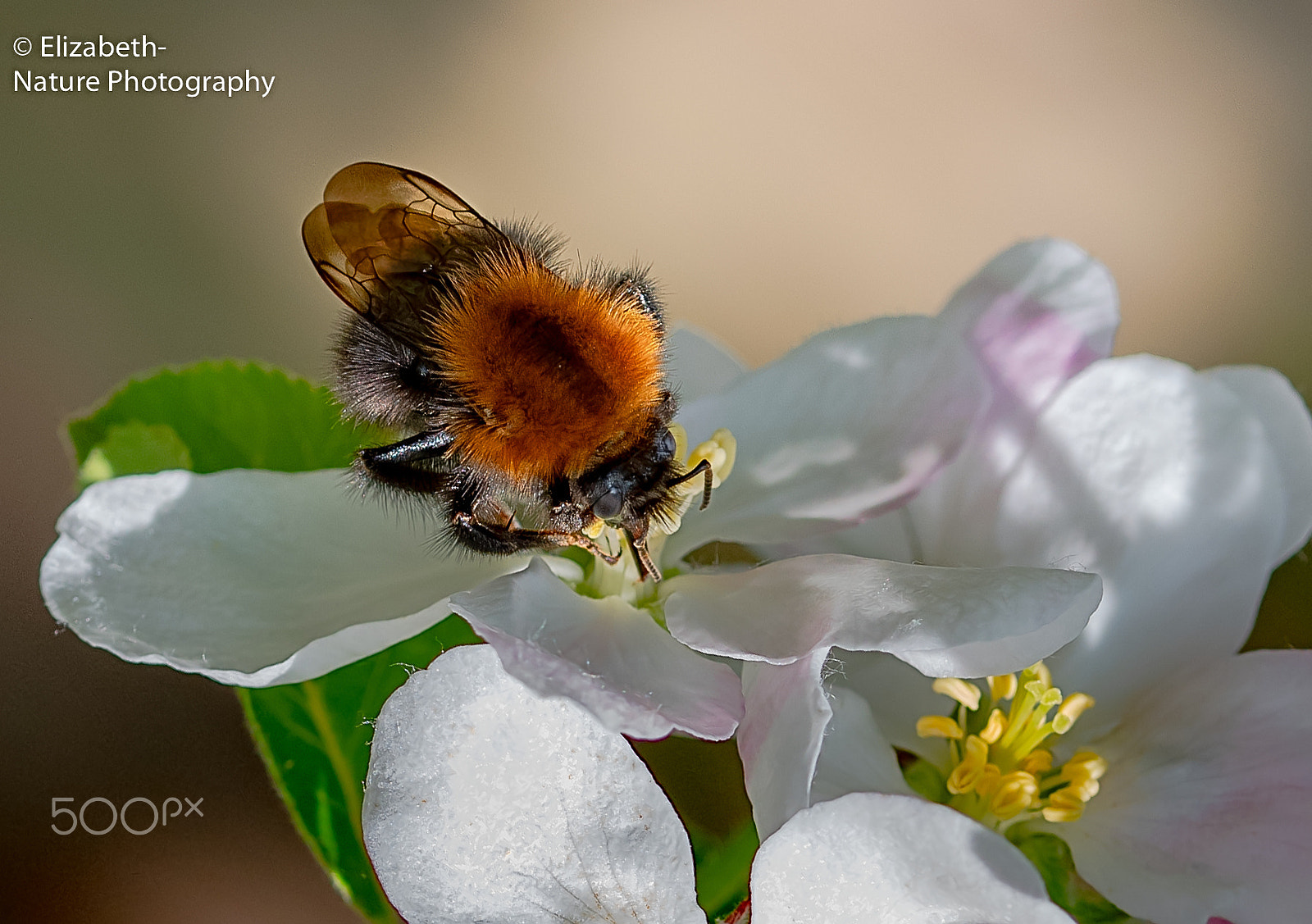 Sigma 105mm F2.8 EX DG OS HSM sample photo. Common carder bee on my apple blossom photography