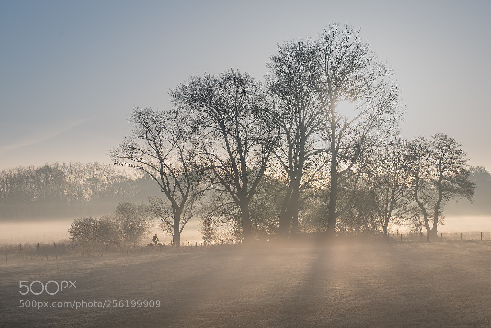 Nikon D750 sample photo. Cold morning  photography