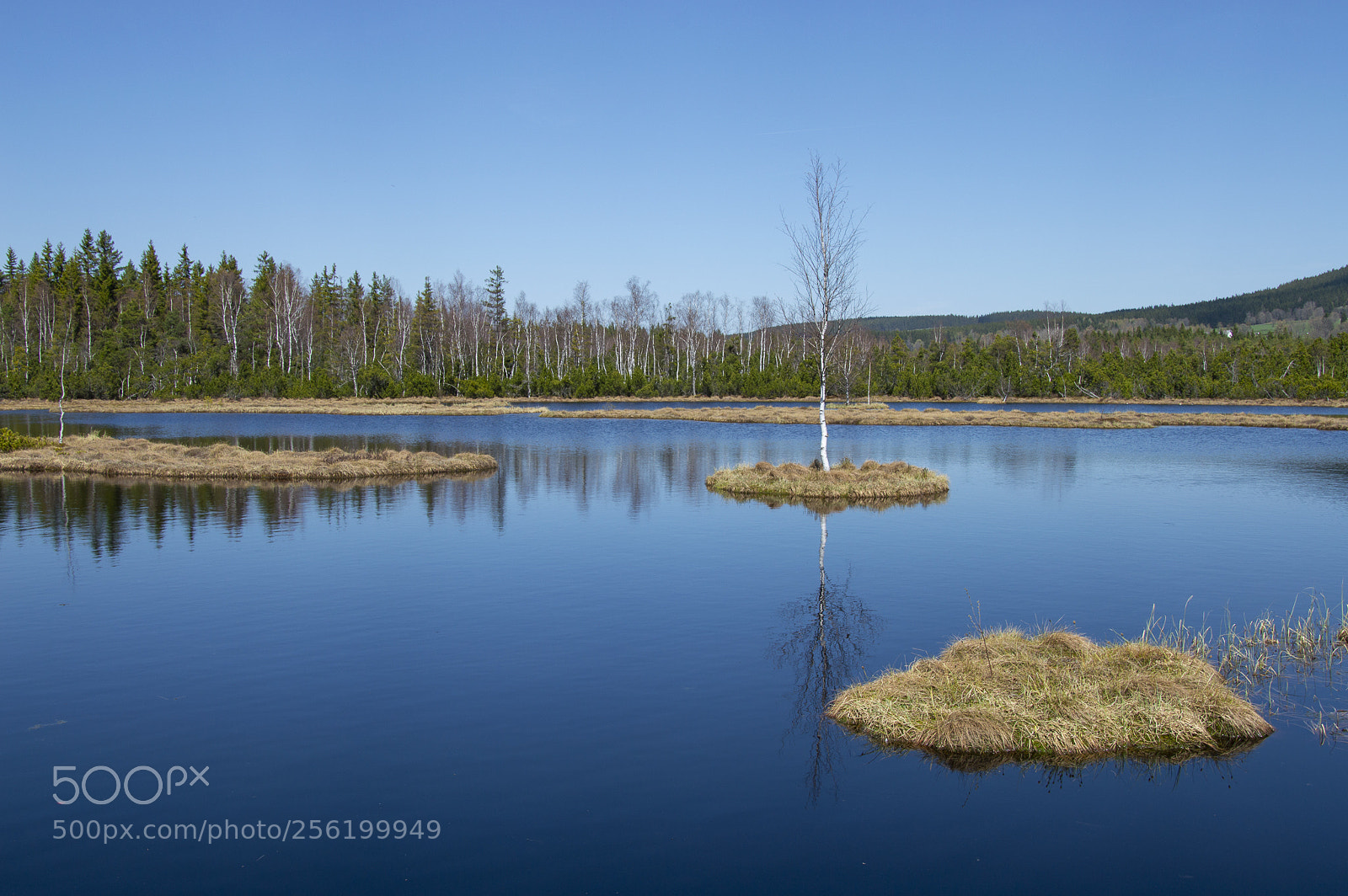 Nikon D3200 sample photo. The lonely tree photography