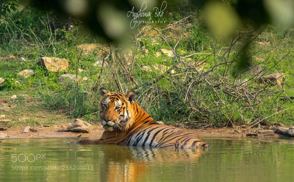 Nikon D500 sample photo. Bengal tiger photography