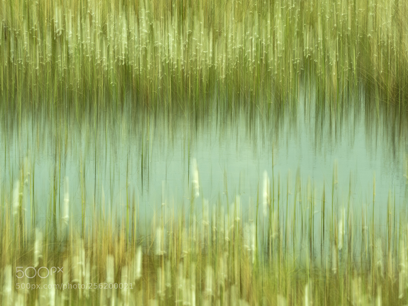 Olympus OM-D E-M5 II sample photo. Peat fluff at bargerveen............. photography